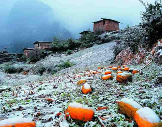 张柏芝和王菲相比