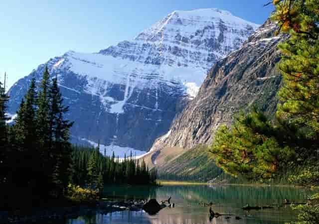 袖虎病猫攻略：捡到幼猫怎么养