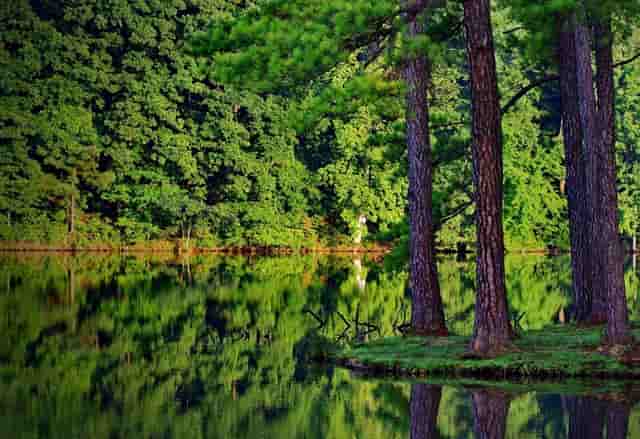 袖虎病猫攻略：猫猫的心丝虫病