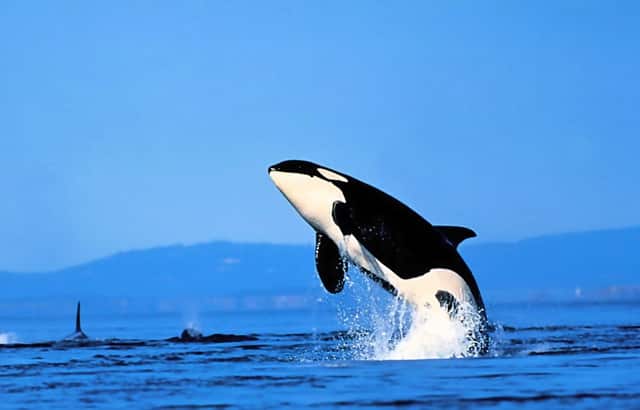 乒乓球台画法教学视频