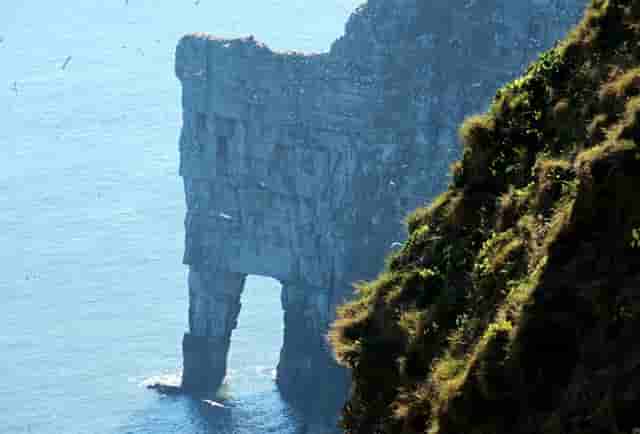 袖虎宠物解读宠物行业是否存在加盟骗局？