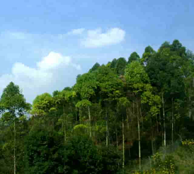 贾秀全vs600人视频(贾秀全踢球视频)