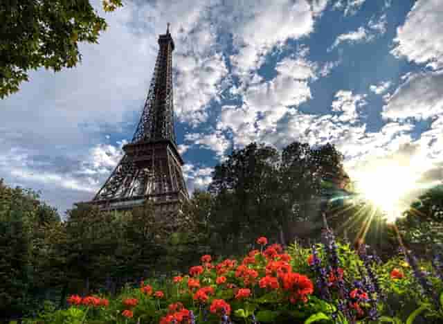 袖虎病猫攻略：猫鼻支和杯状病毒的区别